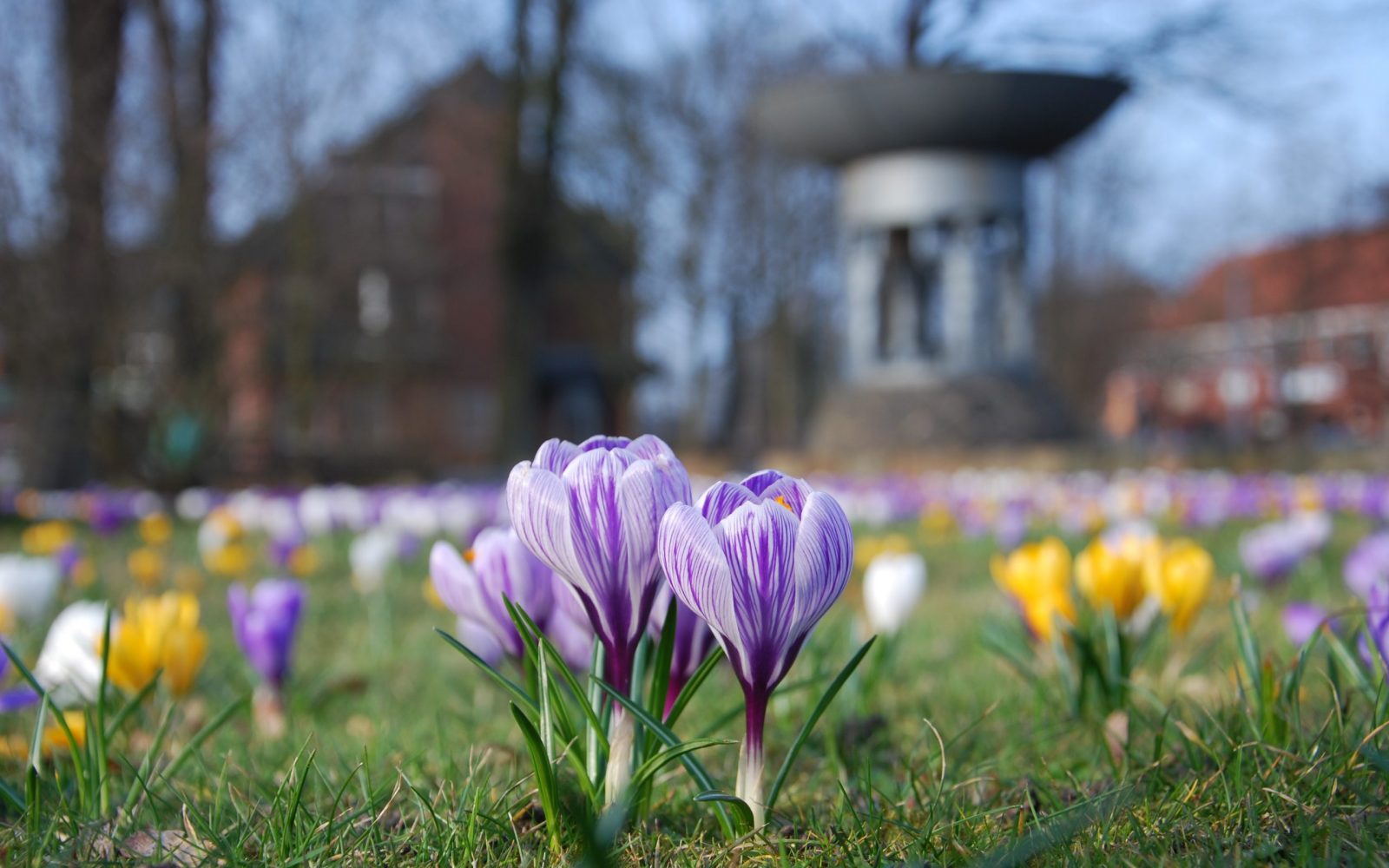 Blühende Hoffnung in Büdelsdorf